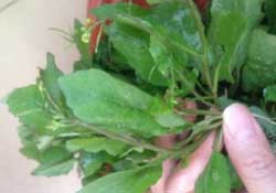 春天吃什么野菜好？春天吃什么野菜降血壓？