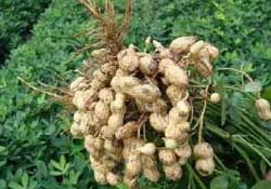 春天能種花生嗎？春天什么時(shí)候種花生？