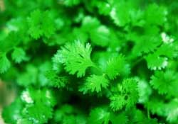 春天能種香菜嗎？香菜幾月份播種？