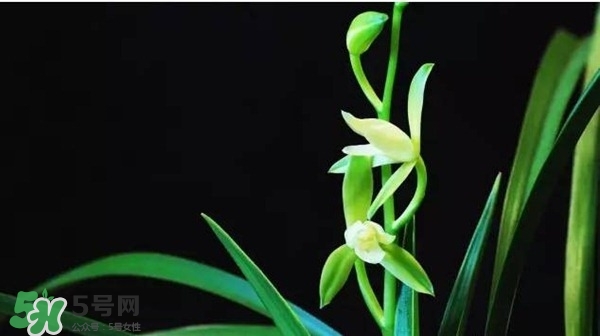 蘭花怎么養(yǎng)？蘭花怎么種？