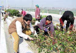 植樹節(jié)可以種什么植物？植樹節(jié)種什么植物好？