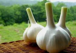 大蒜爛了一點還能吃嗎？大蒜爛根是怎么回事？