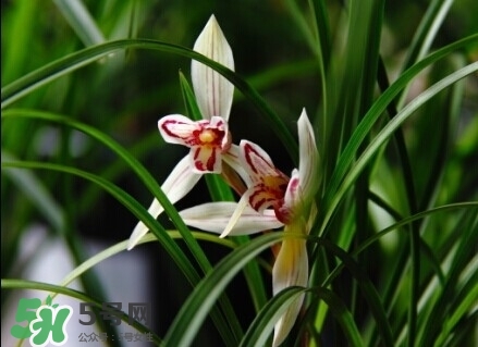 蘭花怎么養(yǎng)？蘭花怎么種？