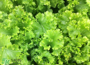 春天能種生菜嗎？生菜春天可以種嗎？