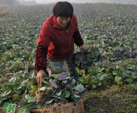 春天能種油菜嗎？油菜春天什么時候種植？