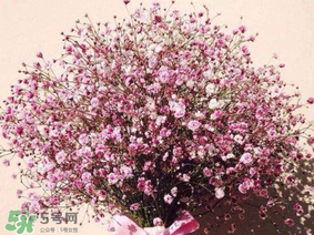 春天能種滿天星嗎？什么時候最適合種植滿天星？
