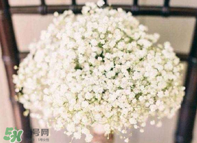 春天能種滿天星嗎？什么時候最適合種植滿天星？