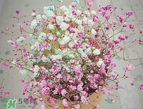 春天能種滿天星嗎？什么時候最適合種植滿天星？