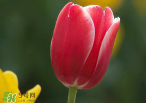 春天可以種郁金香嗎？郁金香可以春天種嗎？