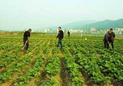 春天能種油菜嗎？油菜春天什么時(shí)候種植？