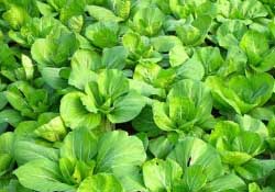春天種植什么蔬菜好？春季適合種植的蔬菜