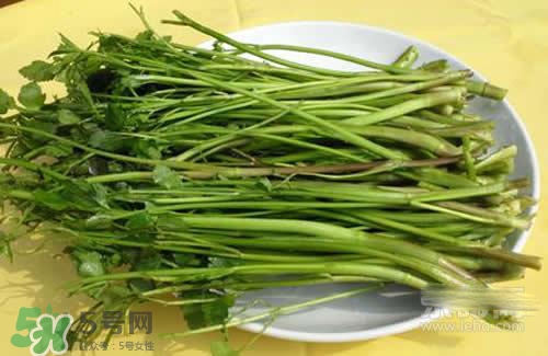 吃野芹菜會(huì)中毒嗎？吃野芹菜中毒了怎么辦？