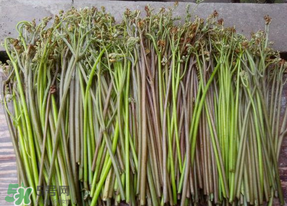 蕨菜是什么菜？蕨菜是什么？