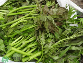 蕨菜是什么菜？蕨菜是什么？