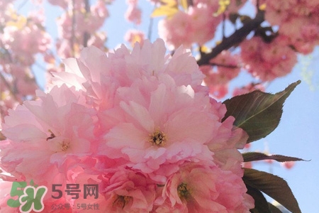 清明節(jié)可以送禮嗎？清明節(jié)可以送禮物嗎？