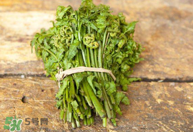 蕨菜可以冷凍嗎？蕨菜可以放冰箱嗎？