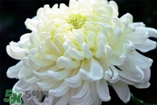 清明節(jié)掃墓買什么顏色菊花？清明節(jié)上墳用什么顏色菊花？