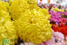 清明節(jié)掃墓為什么用菊花？清明節(jié)上墳為什么要送菊花？