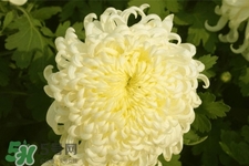 清明節(jié)掃墓為什么用菊花？清明節(jié)上墳為什么要送菊花？