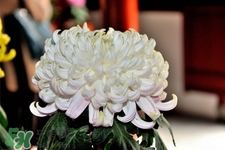 清明節(jié)掃墓為什么用菊花？清明節(jié)上墳為什么要送菊花？