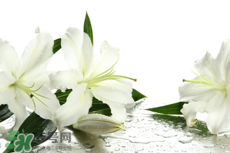 清明節(jié)上墳可以帶百合花嗎？清明節(jié)掃墓能用百合花嗎？