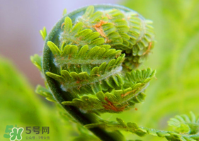 蕨菜怎么處理？新鮮蕨菜怎么處理？