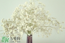 清明節(jié)上墳可以帶滿天星嗎？清明節(jié)掃墓能用滿天星嗎？