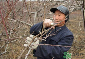 春天桃樹能剪枝嗎？桃樹春季什么時間剪枝？