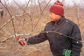 春天桃樹能剪枝嗎？桃樹春季什么時間剪枝？