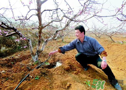 桃樹春天什么時候澆水？桃樹什么時候澆水？