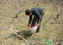 桃樹春天什么時候澆水？桃樹什么時候澆水？