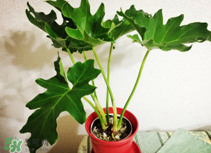 春天種什么植物？春天適合種什么植物？