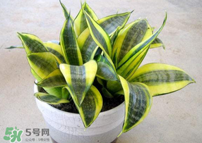 春天種什么植物？春天適合種什么植物？