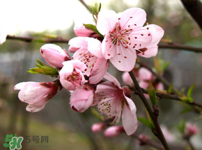 四月份還有桃花嗎？桃花幾月份開？