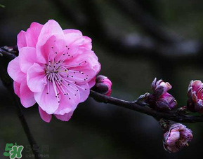 四月份還有桃花嗎？桃花幾月份開？