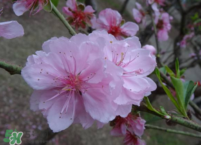 四月份還有桃花嗎？桃花幾月份開？