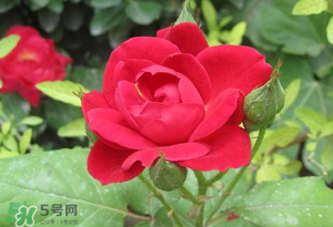 春天可以種玫瑰嗎？春天適合種玫瑰嗎？