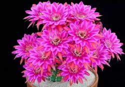 四月份開(kāi)什么花？四月份什么花開(kāi)？
