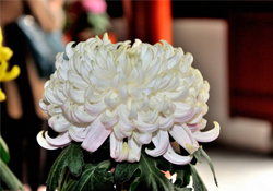 清明節(jié)掃墓買什么顏色菊花？清明節(jié)上墳用什么顏色菊花？