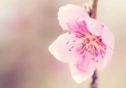 四月份還有桃花嗎？桃花幾月份開(kāi)？