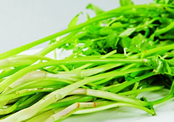 吃野芹菜會(huì)中毒嗎？吃野芹菜中毒了怎么辦？