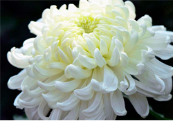 清明節(jié)掃墓為什么用菊花？清明節(jié)上墳為什么要送菊花？