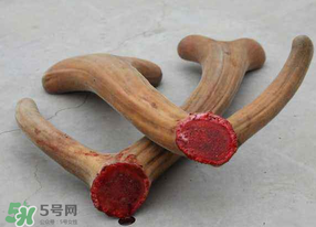 ?春天可以吃鹿茸嗎？鹿茸什么季節(jié)吃最合適？