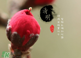 清明節(jié)為什么要吃清明果？為什么清明節(jié)要吃清明果？