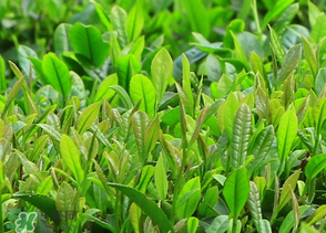 清明茶什么時候采？采清明茶什么時候結束？