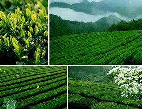 清明茶什么時候采？采清明茶什么時候結束？