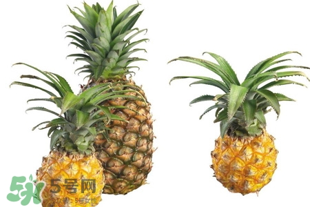 菠蘿可以吸甲醛嗎？菠蘿可以除甲醛嗎？