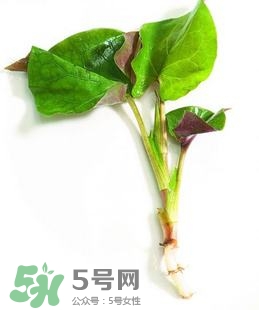 折耳根的功效與作用 折耳根有什么功效？