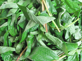 清明菜是什么菜？清明菜是艾草嗎？