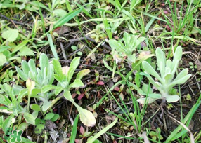 清明菜是什么菜？清明菜是艾草嗎？